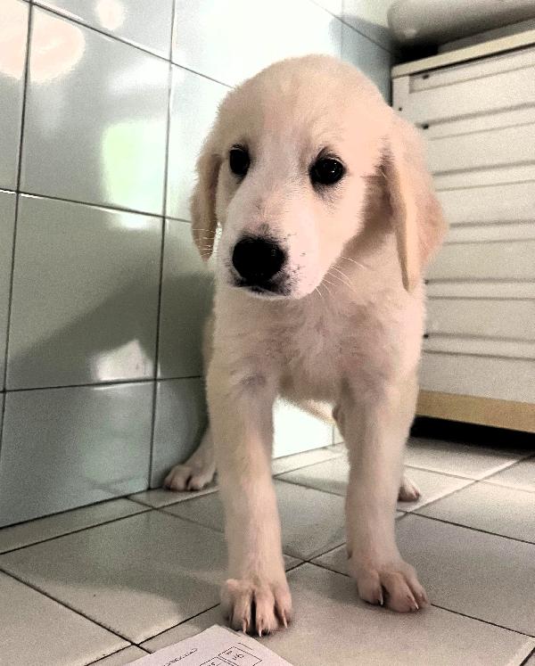 6 CUCCIOLI PASTORE MAREMMANO Foto 4